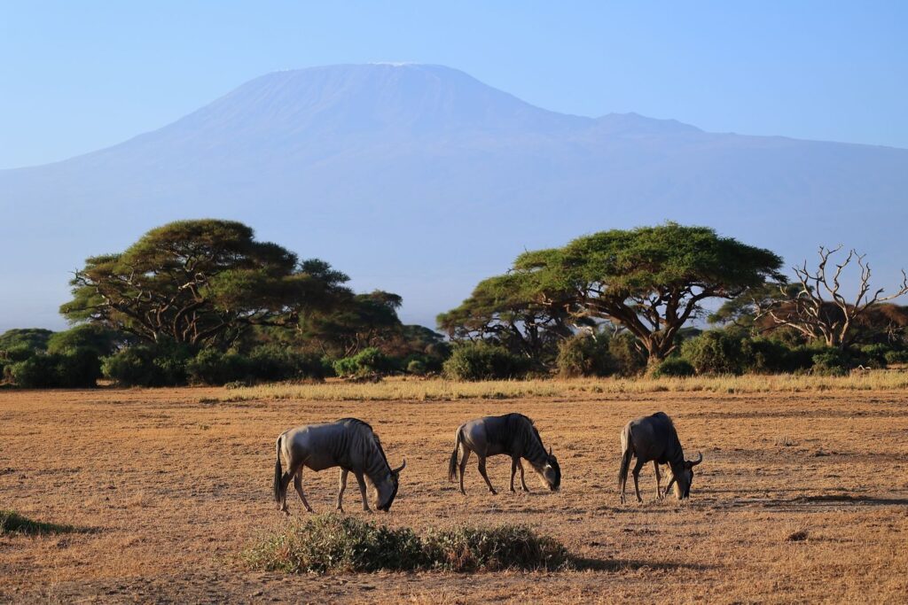 Wildebeests grazing in the savanna with Mount Kilimanjaro in the background in Kajiado County, Kenya.