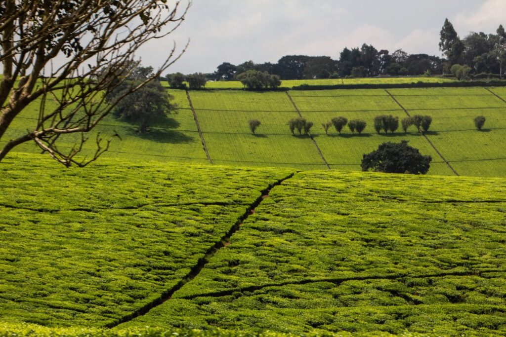Rows of tea bushes on the Kiambethu Tea Farm estate in Limuru